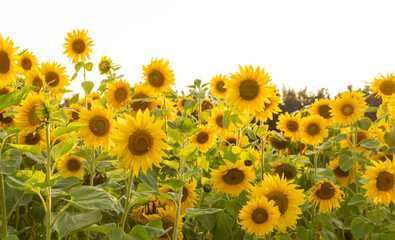 Blühendes Sonnenblumenfeld an einem Sommertag