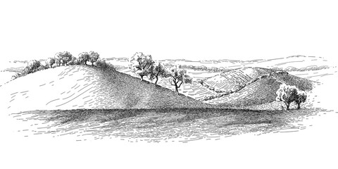 Grass on the fields hill landscape. Set of fruit trees: olive, apple, plum, apricot. Orchard, grove. Realistic black and white vintage sketch illustration - obrazy, fototapety, plakaty