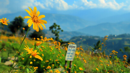 Annuals best flower Yellow Nature.kathmandupokhara