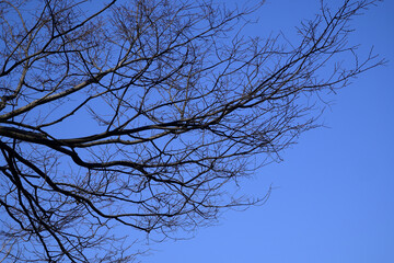 樹木シルエット