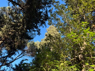 Trees On Blue Sky