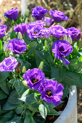 Beautiful violet Lisianthus flower in ornamental garden