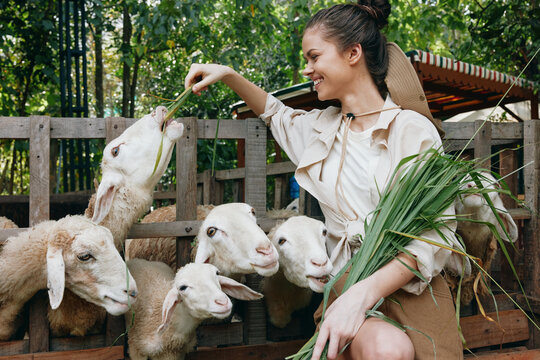 Beautiful young woman feeding sheep with green grass in the farm , imagen libre de derechos