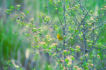 Yellow Warbler in habitat