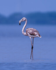 Greater Flamingo Sub Adult