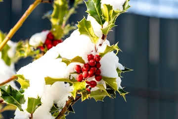 Foto op Plexiglas Winter wie im Bilderbuch. Schnee und die roten Beeren der Stechpalme © deraugenzeuge