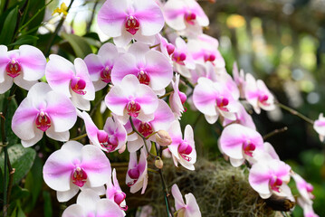 Beautiful pink white Phalaenopsis orchid blossom in ornamental garden, Spring and summer season