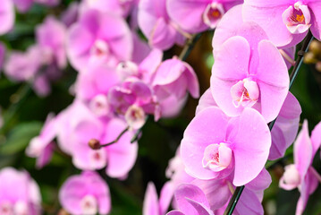 Fototapeta na wymiar Beautiful purple Phalaenopsis orchid blossom in ornamental garden, Spring and summer season