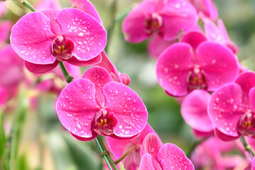 Beautiful pink Phalaenopsis orchid blossom in ornamental garden, Spring and summer season