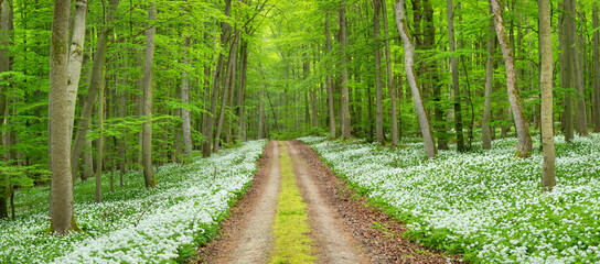 Footpath through Natural Green Forest of Beech Trees in Spring, Wild Garlic in Bloom, Hainich National Park, Germany - 751305491