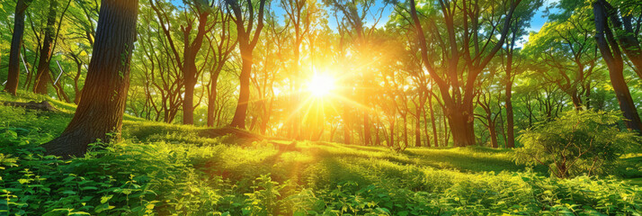 a green forest with sunlight shining through trees at sunrise , nature forest lanscape background banner