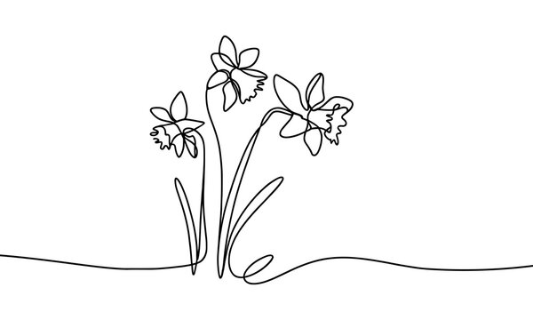 Vector illustration of a daffodil flower, in a linear style.