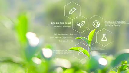 Tea leaves biochemistry structure analysis, futuristic IoT crop quality control and monitoring, smart farm infomation interface, digital science and agriculture research technology concept - 751308451