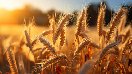 Obraz premium Golden wheat field at sunset