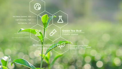 Tea leaves biochemistry structure analysis, futuristic IoT crop quality control and monitoring, smart farm infomation interface, digital science and agriculture research technology concept - 751308611