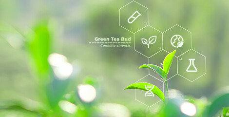 Tea leaves biochemistry structure analysis, futuristic IoT crop quality control and monitoring, smart farm infomation interface, digital science and agriculture research technology concept - 751308630