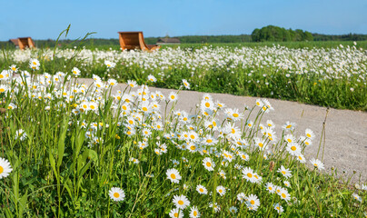 Marguerites meadow beside the walkway with sunbeds