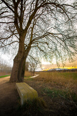 &Aacute;rbol i banco