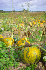 Pumpkins growing on a field, selective focus.