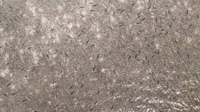 School of strong bonefish sit patiently in shallow water as wind blows over water surface reflecting sun, aerial rising