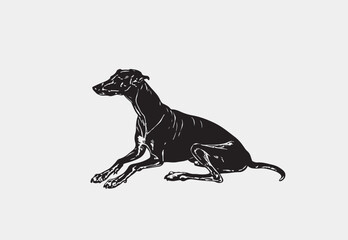 Obraz premium Silhouette of Greyhound vector illustration on a white background 