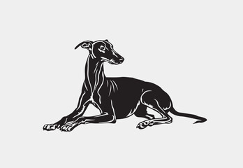 Silhouette of Greyhound  vector illustration on a white background 