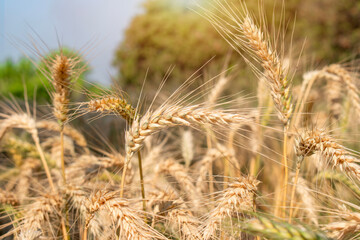 Wheat close up. Wheat field. Background of ripening ears of wheat.