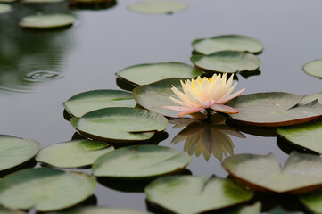 A Blossoming Water Lily and Lily Pads