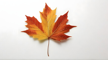 An autumn leave isolated in white background, copy spacing, top view