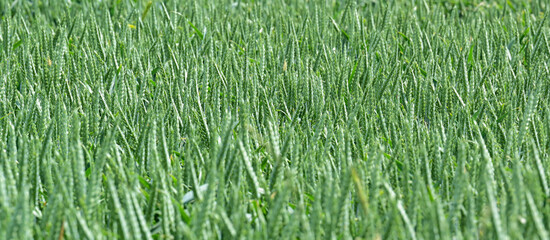 Getreidefeld mit der Getreidesorte Gerste