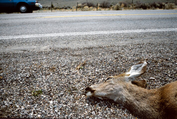 Deer hit by car laying near the highway. Accident. Texas USA eighties.Dead deer.