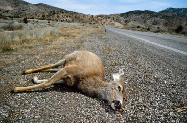 Deer. Hit by car. Traffic victim. Laying along the highway USA. Eighties