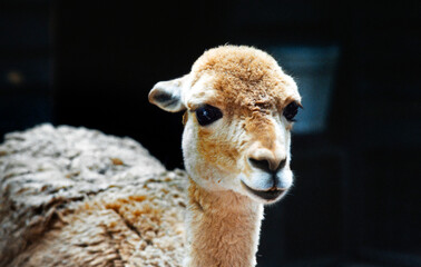 Alpaca