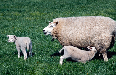 Obraz na płótnie Canvas Lamb lactating at sheep mother. Spring. Eighties. Netherlands.