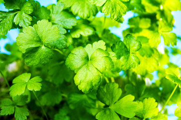 parsley on a blue background home garden on the window