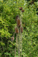 Dried buds of Dipsacus also known as teasel, teazel or teazle. Several unopened buds against a background of green grass. Stems with thorns are visible.
