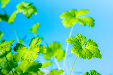 parsley on a blue background home garden on the window