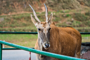 deer in the zoo