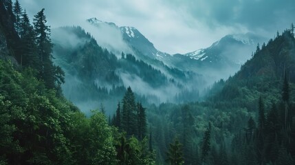 Fototapeta premium landscape of mountains and forests covered in fog