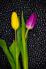 Colorful tulips on black background