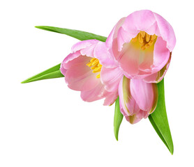 Pink tulip flowers in a spring floral corner arrangement isolated on white or transparent background