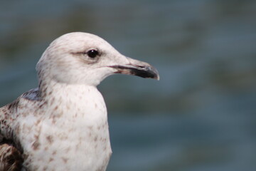 Barcelona seagull