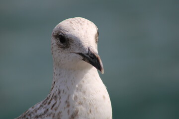 bird, nature, beak, gull, white, animal, water, blue, beach, sky