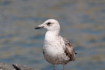 Barcelona seagull