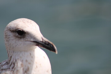 bird, nature, beak, gull, white, animal, water, blue, beach, sky