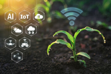 Farm agriculture AI digital technology, smart monitoring corn plant on plantation. Corn young...