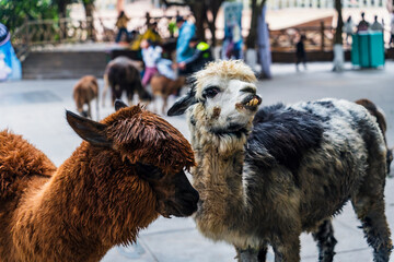 Obraz premium group of alpaca