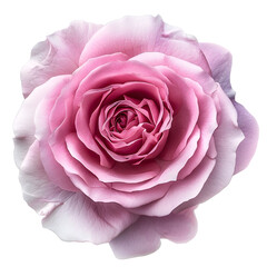 Pink rose PNG. Floral design element