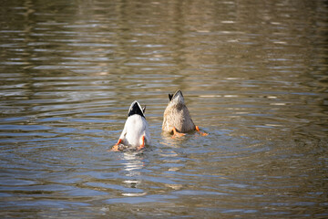 A mallard couple in a water seeking food while dipping head into water with nature ambiance and people in a park in background      