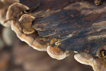 brown fungus colony on tree closeup selective focus